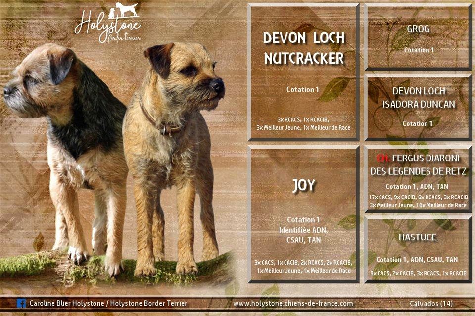 Holystone - Chiot disponible  - Border Terrier